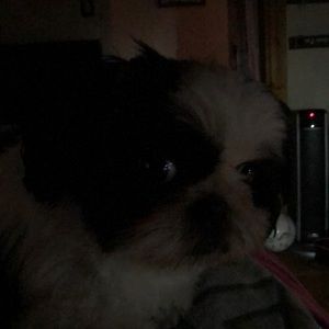 Meet your Posher, Sharon